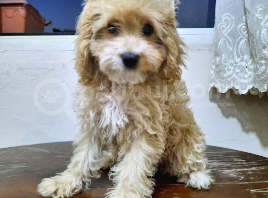 Orjinal Anne Baba Belgeli Poodle Yavruları görsel