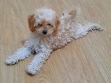 Orjinal Anne Baba Belgeli Poodle Yavruları