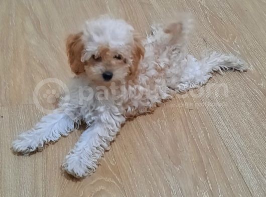 Orjinal Anne Baba Belgeli Poodle Yavruları