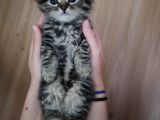 Scottish Fold Longhair Tabby Pamuk Yavrular