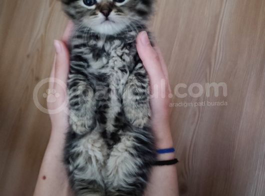 Scottish Fold Longhair Tabby Pamuk Yavrular görsel