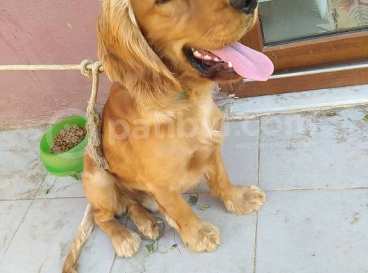 Guzeller Güzeli Cockar Yavrumuz