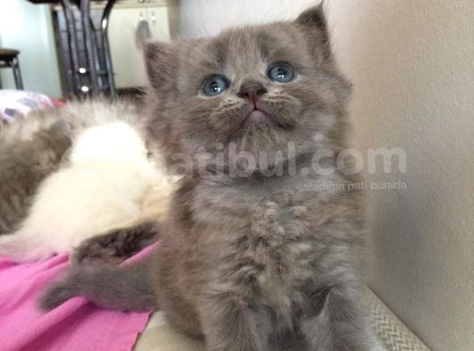 Sevimli Bebeklerimiz Yeni Ailelerini Arıyor görsel