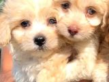 Maltipoo Mini Boy Dişi Erkek Yavrularımız