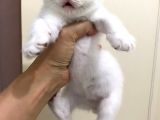 2 Aylık Beyaz Britsh Shorthair