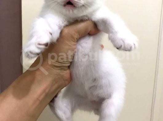 2 Aylık Beyaz Britsh Shorthair görsel