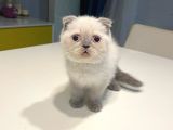 Dişi Bluepoint Scottish Fold