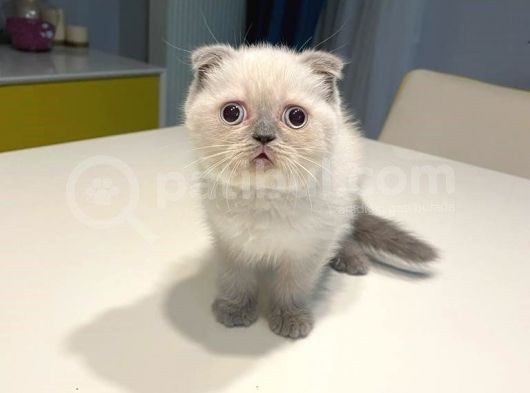 Dişi Bluepoint Scottish Fold