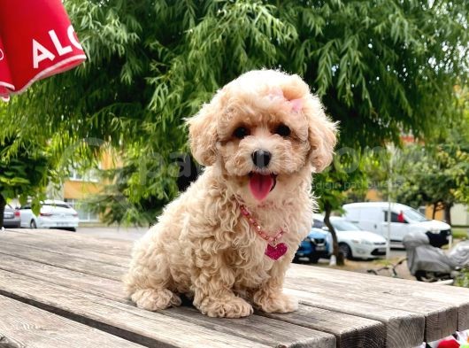 Safkan Toy Poodle Yavrular görsel