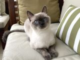 1.5 Yaşında Bluepoint Dişi Kedi  (Kısırlaştırıldı)