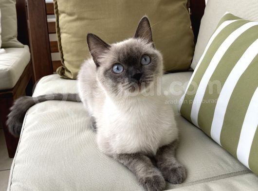 1.5 Yaşında Bluepoint Dişi Kedi  (Kısırlaştırıldı) görsel