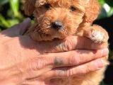 Maltipoo Mini Boy Red Dişi Yavrumuz