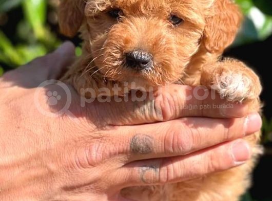 Maltipoo Mini Boy Red Dişi Yavrumuz