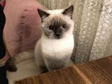 1.5 Yaşında Bluepoint Dişi Kedi  (Kısırlaştırıldı)