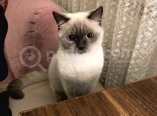 1.5 Yaşında Bluepoint Dişi Kedi  (Kısırlaştırıldı) görsel