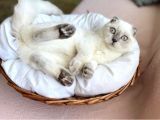 Dişi Bluepoint Scottish Fold