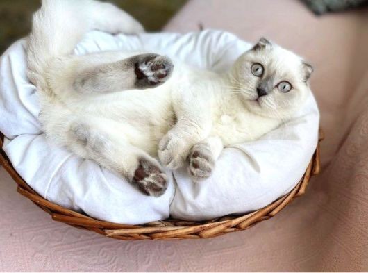 Dişi Bluepoint Scottish Fold görsel