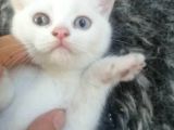 Acil Nadir nulunan Safkan Disi  British Shorthair ODD EYE Yavrularimiz Yeni Ailelerine Kavusmaya Hazirlar