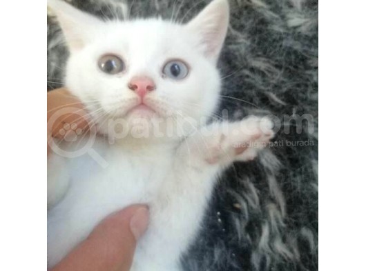 Acil Nadir Nulunan Safkan Disi  British Shorthair Odd Eye Yavrularimiz Yeni Ailelerine Kavusmaya Hazirlar