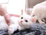 Acil Nadir Nulunan Safkan Disi  British Shorthair Odd Eye Yavrularimiz Yeni Ailelerine Kavusmaya Hazirlar