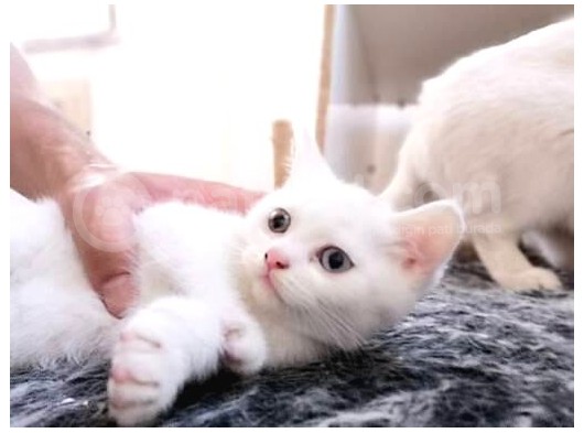 Acil Nadir Nulunan Safkan Disi  British Shorthair Odd Eye Yavrularimiz Yeni Ailelerine Kavusmaya Hazirlar görsel