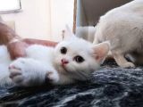 Acil Nadir Nulunan Safkan Disi  British Shorthair Odd Eye Yavrularimiz Yeni Ailelerine Kavusmaya Hazirlar