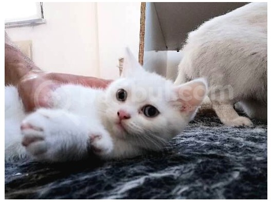 Acil Nadir Nulunan Safkan Disi  British Shorthair Odd Eye Yavrularimiz Yeni Ailelerine Kavusmaya Hazirlar görsel