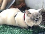 Dişi Bluepoint Scottish Fold
