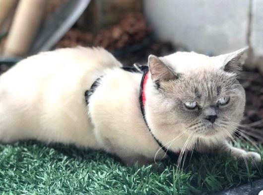 Dişi Bluepoint Scottish Fold görsel