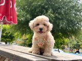 Safkan Toy Poodle Yavrular