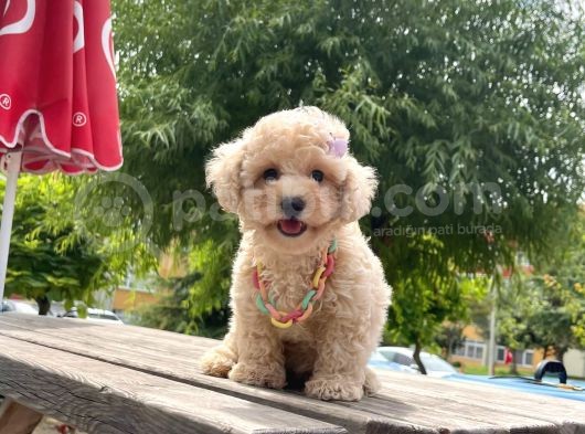 Safkan Toy Poodle Yavrular görsel