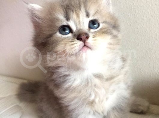 Sevimli Bebeklerimiz Yeni Ailelerini Arıyor görsel