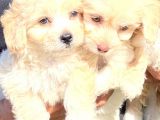 Maltipoo Mini Boy Dişi Erkek Yavrularımız