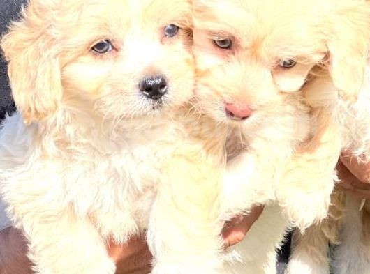 Maltipoo Mini Boy Dişi Erkek Yavrularımız görsel