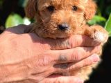 Maltipoo Mini Boy Red Dişi Yavrumuz