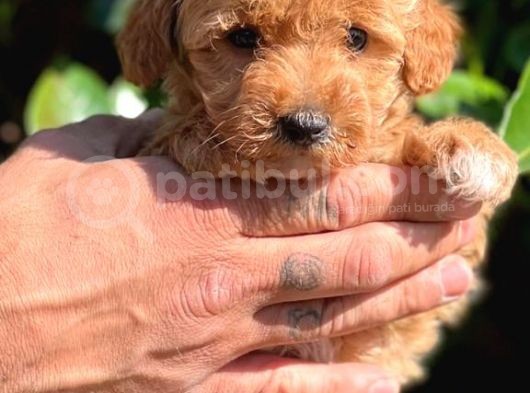 Maltipoo Mini Boy Red Dişi Yavrumuz görsel