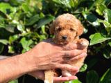 Maltipoo Mini Boy Red Dişi Yavrumuz