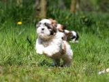 A Kali̇te Shi̇h Tzu Yavrularimiz