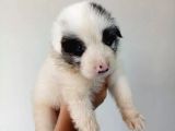 Border Collie Yavrular