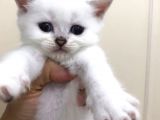 2 Aylık Beyaz Britsh Shorthair