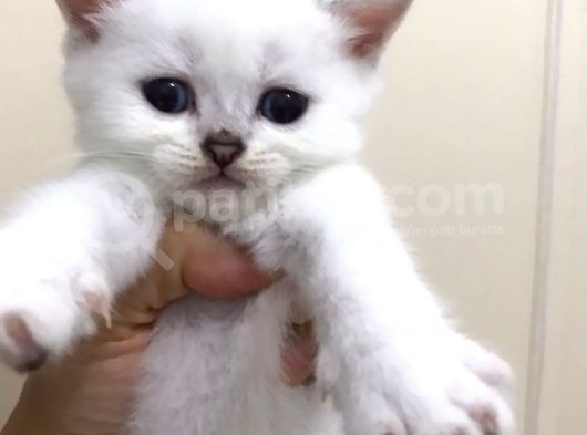 2 Aylık Beyaz Britsh Shorthair