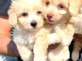 Maltipoo Mini Boy Dişi Erkek Yavrularımız
