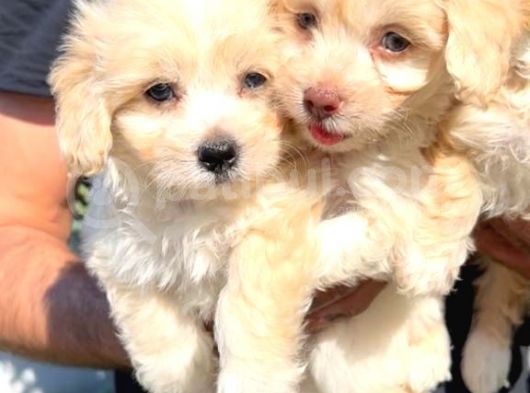 Maltipoo Mini Boy Dişi Erkek Yavrularımız görsel