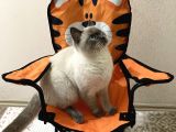 1.5 Yaşında Bluepoint Dişi Kedi  (Kısırlaştırıldı)