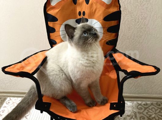 1.5 Yaşında Bluepoint Dişi Kedi  (Kısırlaştırıldı) görsel