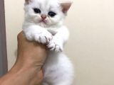 2 Aylık Beyaz Britsh Shorthair