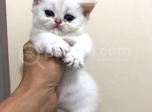 2 Aylık Beyaz Britsh Shorthair görsel