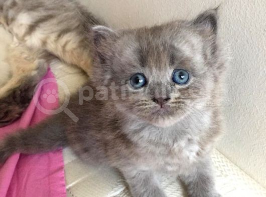 Sevimli Bebeklerimiz Yeni Ailelerini Arıyor görsel