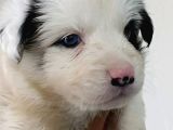 Border Collie Yavrular