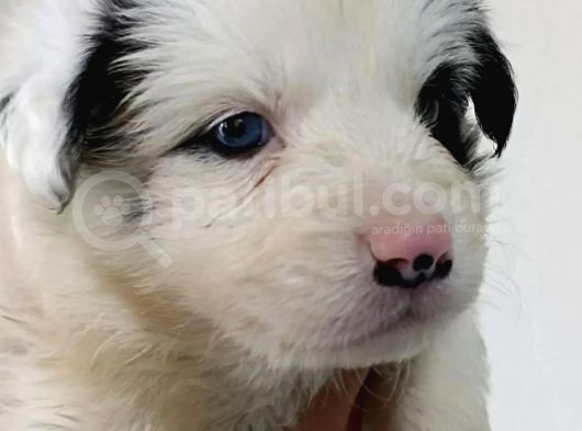 Border Collie Yavrular görsel